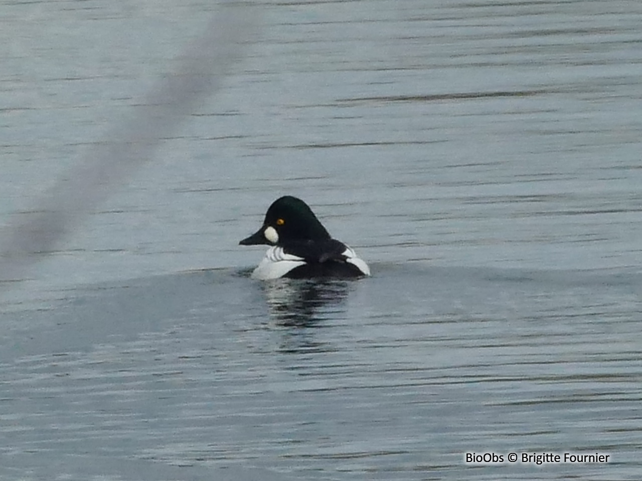 Garrot à oeil d'or - Bucephala clangula - Brigitte Fournier - BioObs