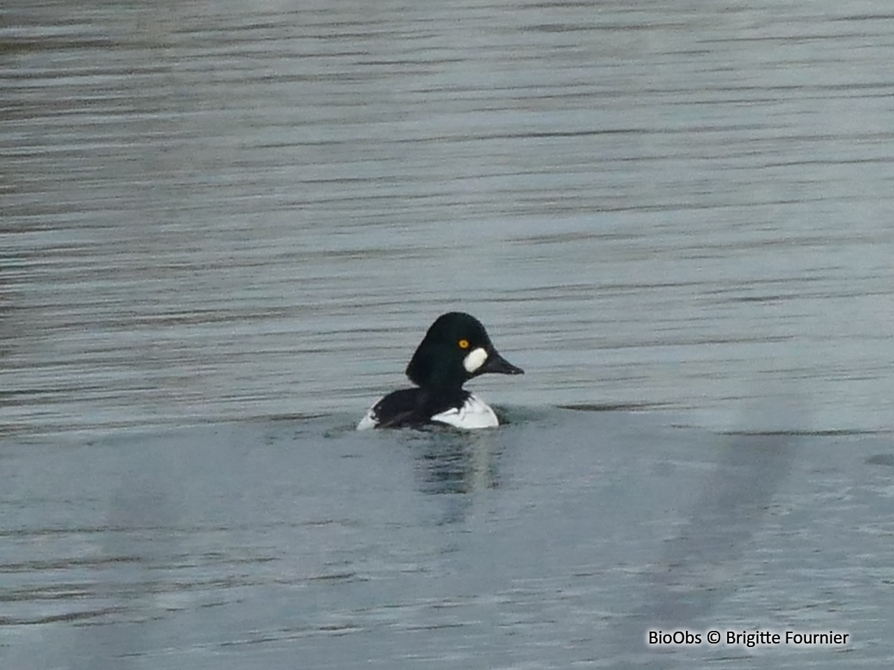 Garrot à oeil d'or - Bucephala clangula - Brigitte Fournier - BioObs