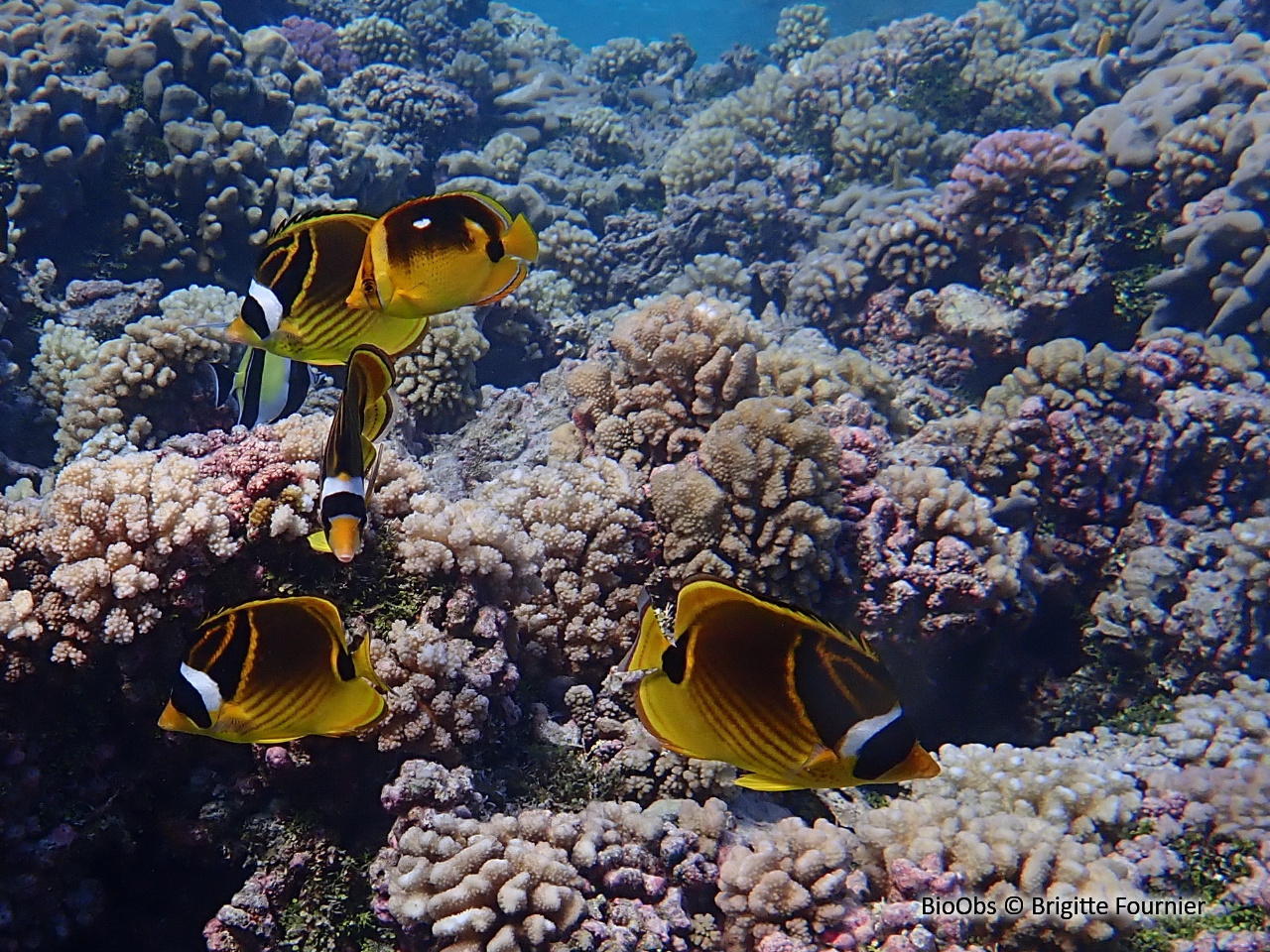 Poisson-papillon raton laveur - Chaetodon lunula - Brigitte Fournier - BioObs