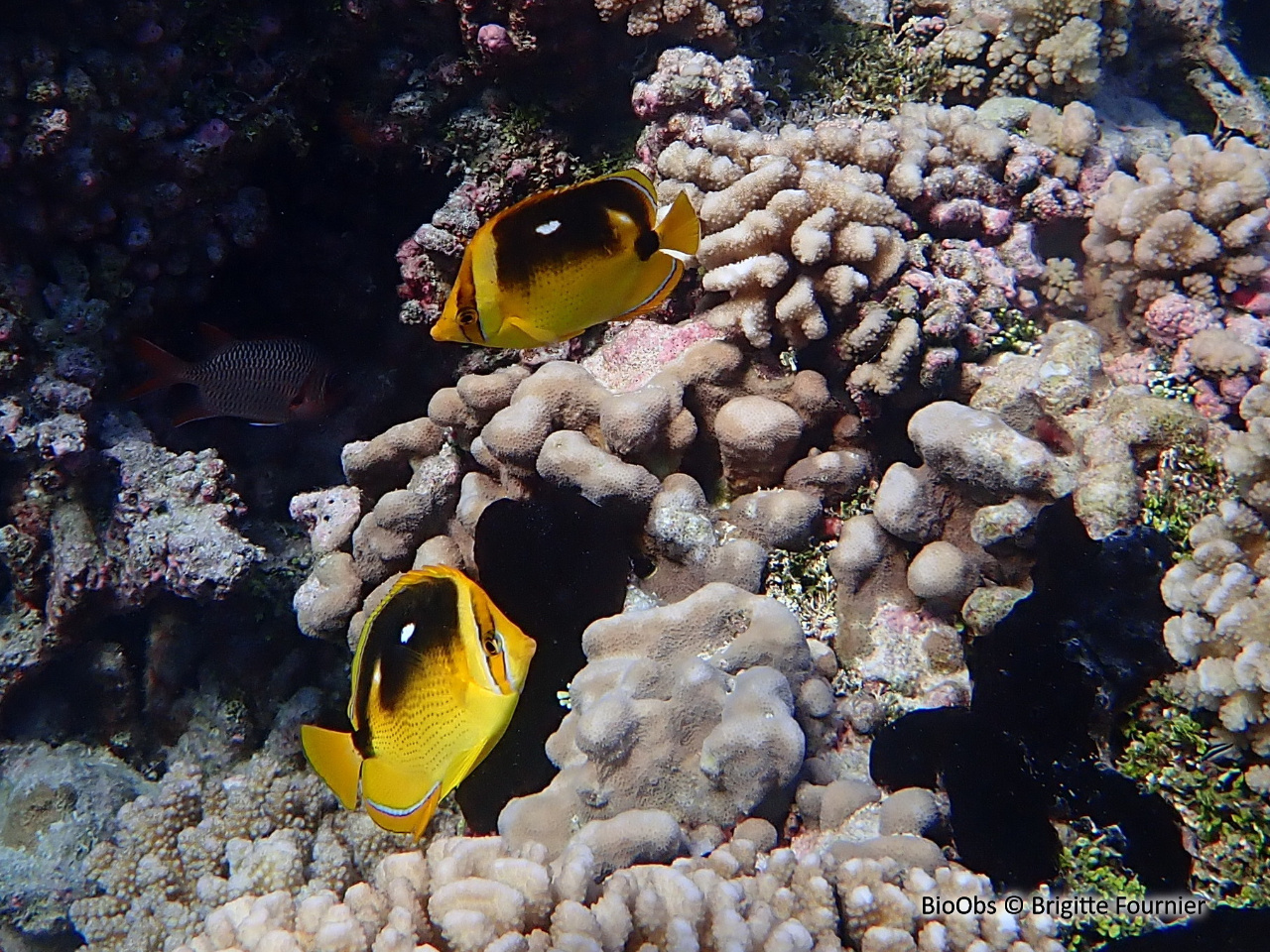 Poisson-papillon à 4 taches - Chaetodon quadrimaculatus - Brigitte Fournier - BioObs