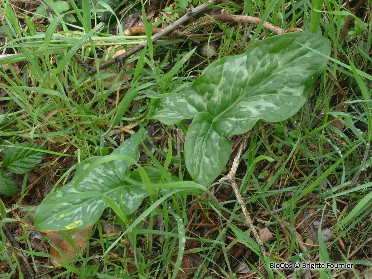 Arum d'Italie - Arum italicum - Brigitte Fournier - BioObs