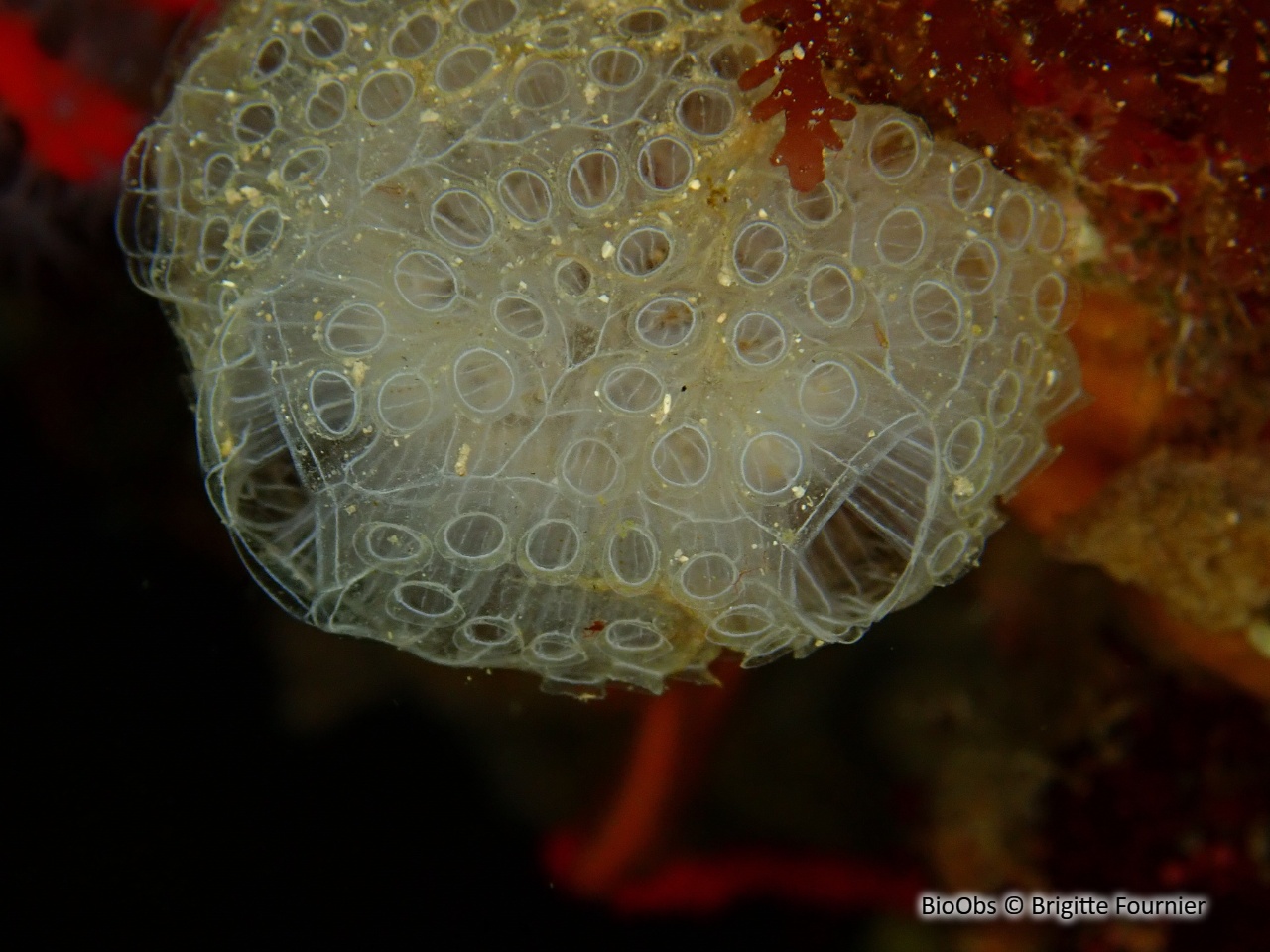 Botrylle cristallin - Botrylloides crystallinus - Brigitte Fournier - BioObs