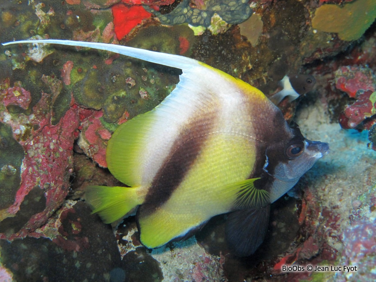 Poisson-cocher de Mer Rouge - Heniochus intermedius - Jean Luc Fyot - BioObs