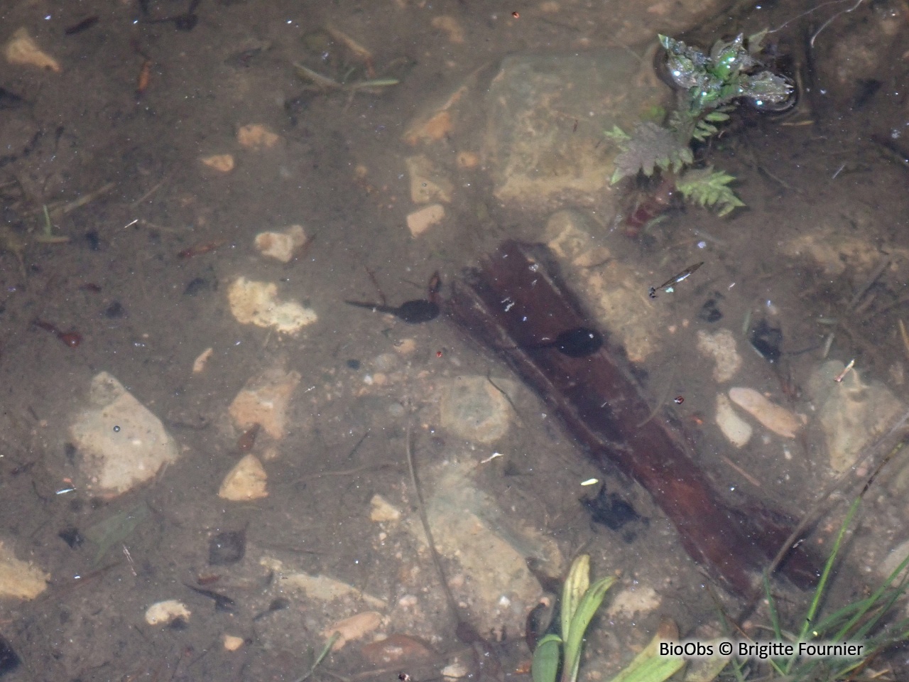 Crapaud commun - Bufo bufo - Brigitte Fournier - BioObs