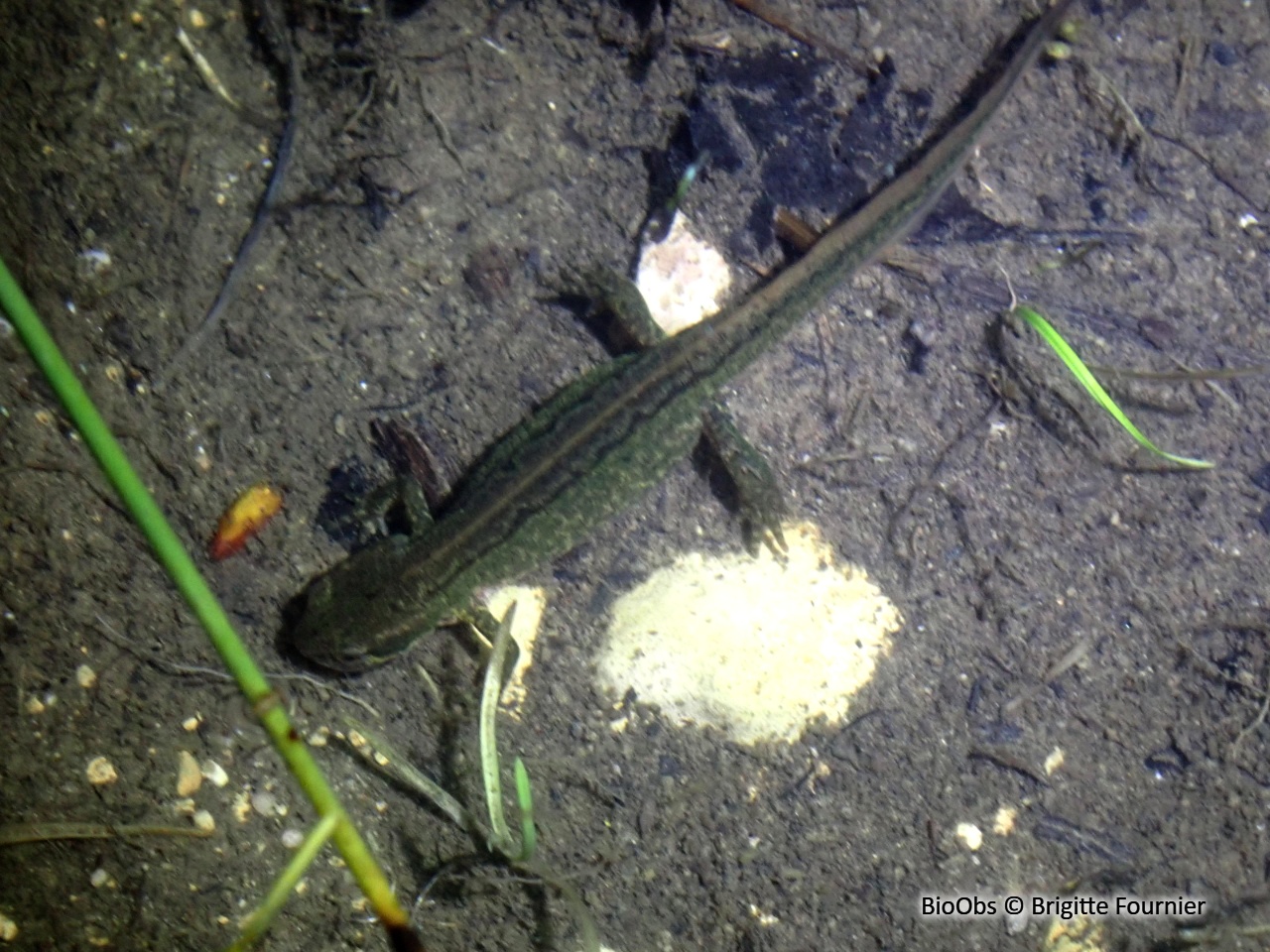 Triton palmé - Lissotriton helveticus - Brigitte Fournier - BioObs
