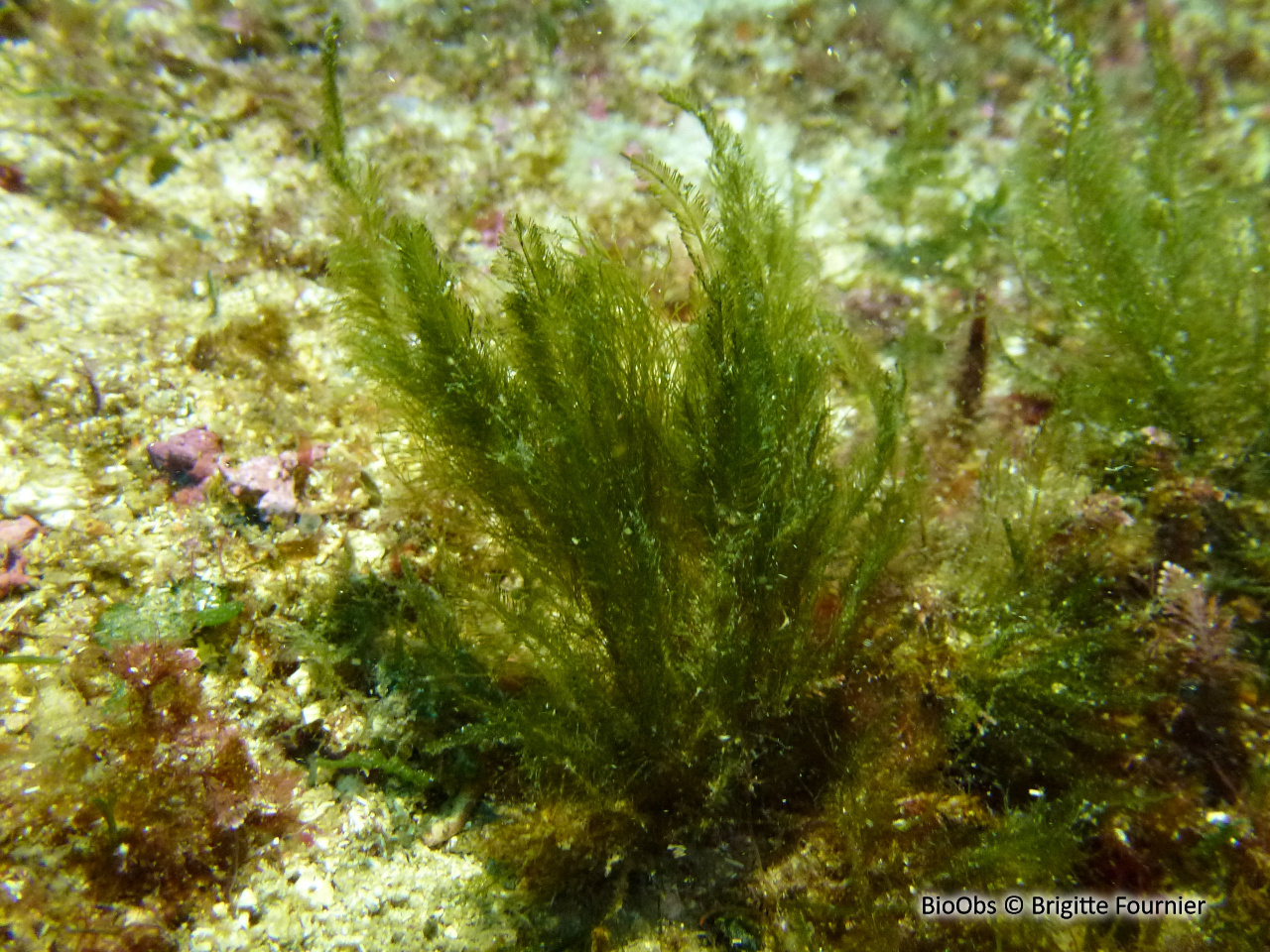 Bryopsis plumeux - Bryopsis plumosa - Brigitte Fournier - BioObs