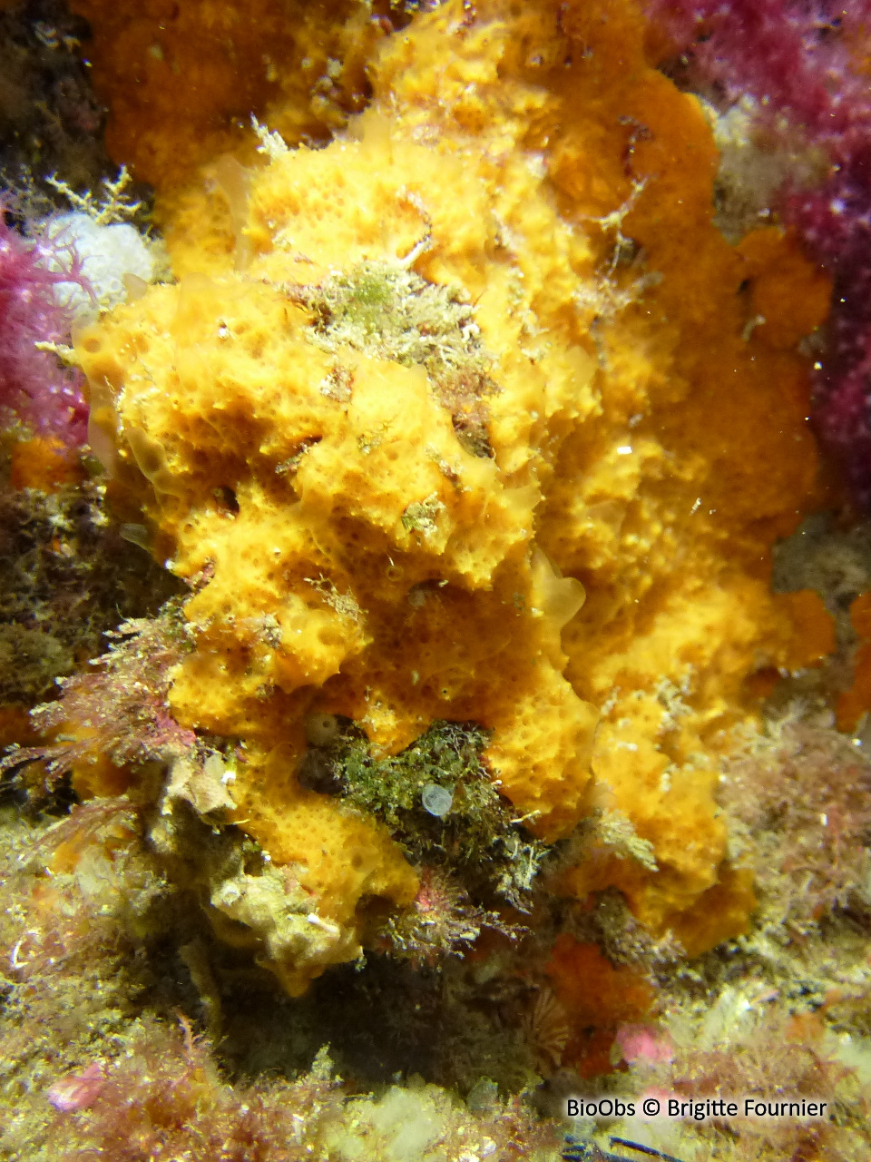Eponge jaune crémeux à bulles - Prosuberites longispinus - Brigitte Fournier - BioObs
