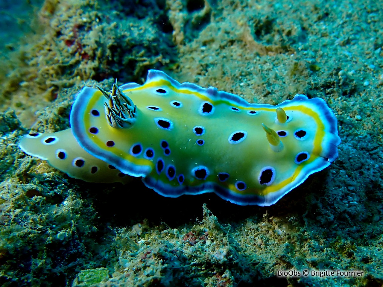 Chromodoris jumeau - Goniobranchus geminus - Brigitte Fournier - BioObs