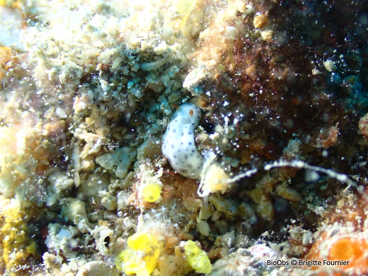 Doris aspergée - Chromodoris aspersa - Brigitte Fournier - BioObs