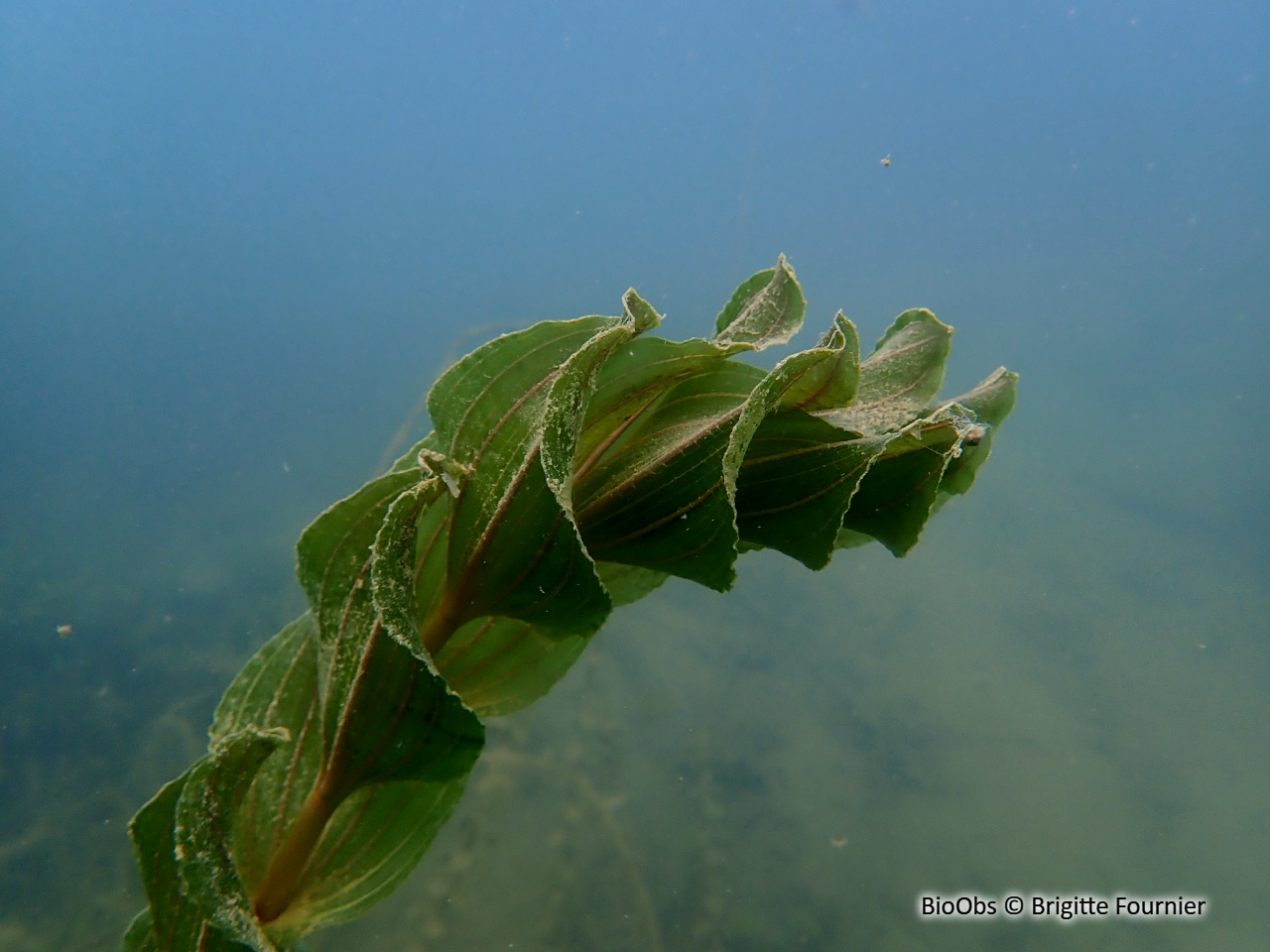 Potamot perfolié - Potamogeton perfoliatus - Brigitte Fournier - BioObs