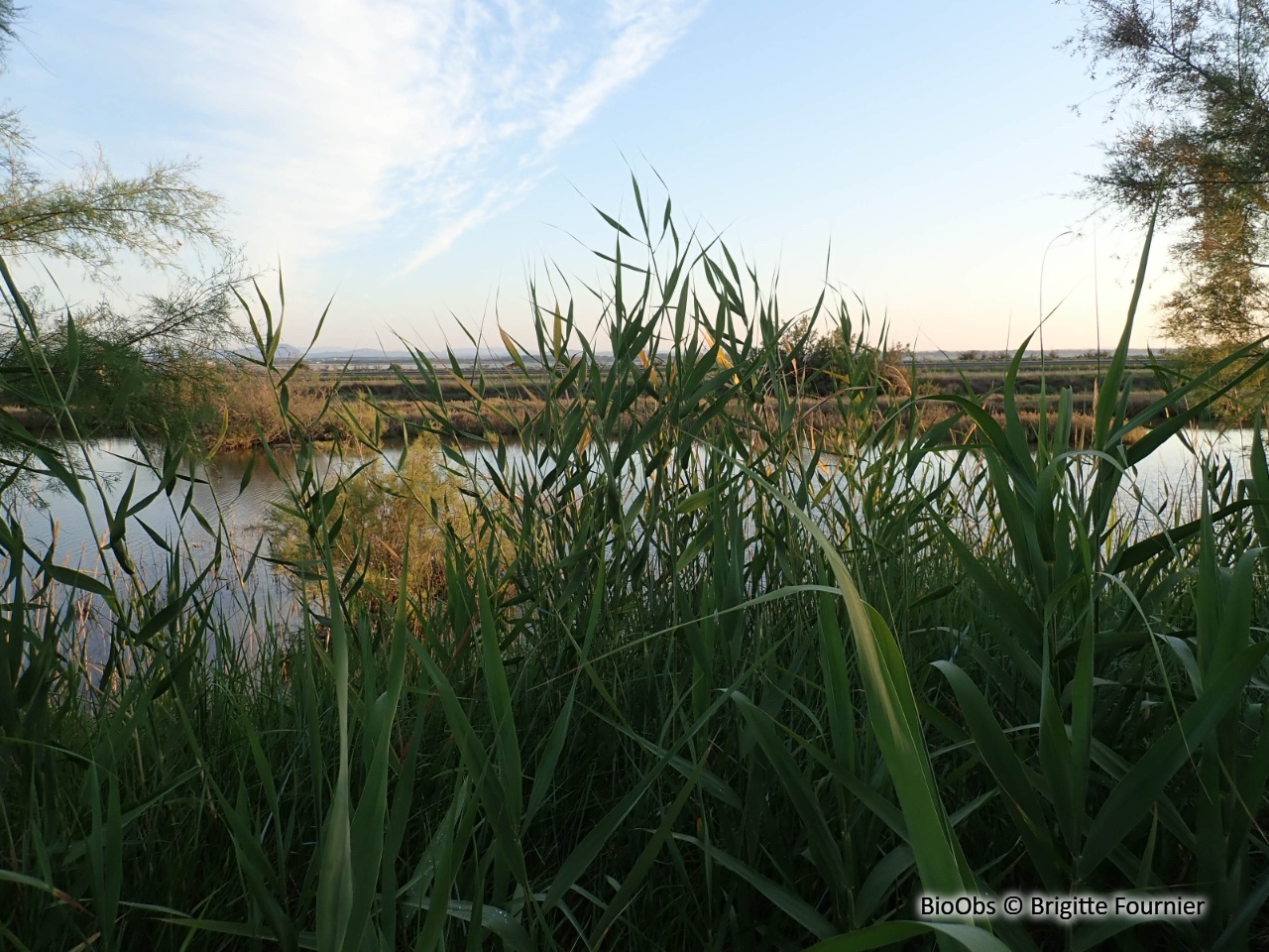 Canne de Provence, grand roseau. - Arundo donax - Brigitte Fournier - BioObs