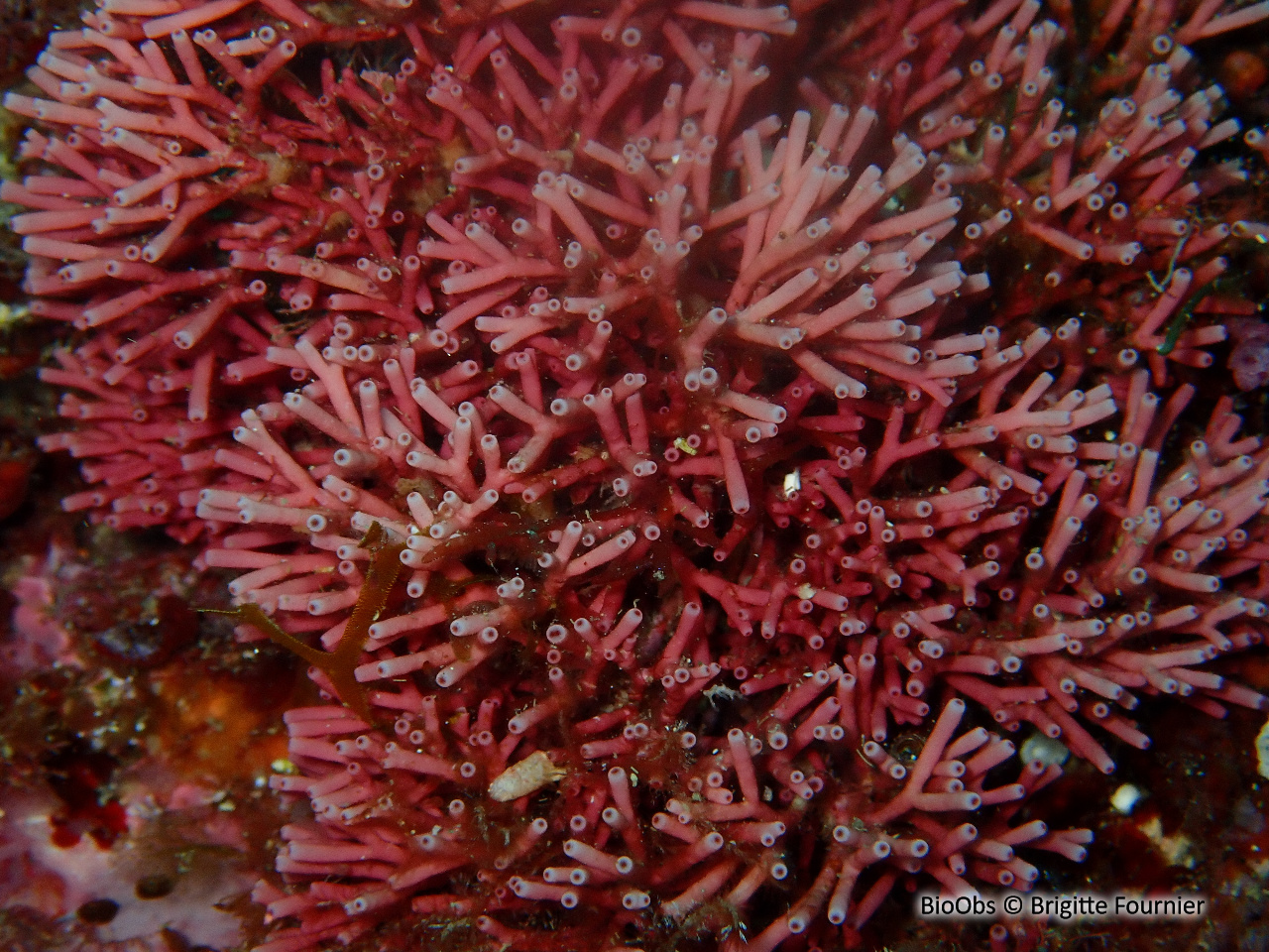 Tricléocarpe fragile - Tricleocarpa fragilis - Brigitte Fournier - BioObs