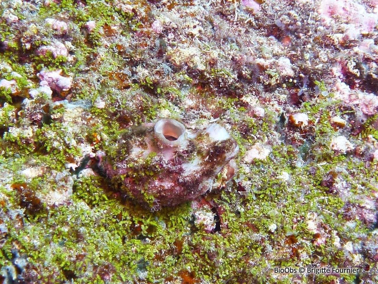 Caulerpe mexicaine - Caulerpa mexicana - Brigitte Fournier - BioObs
