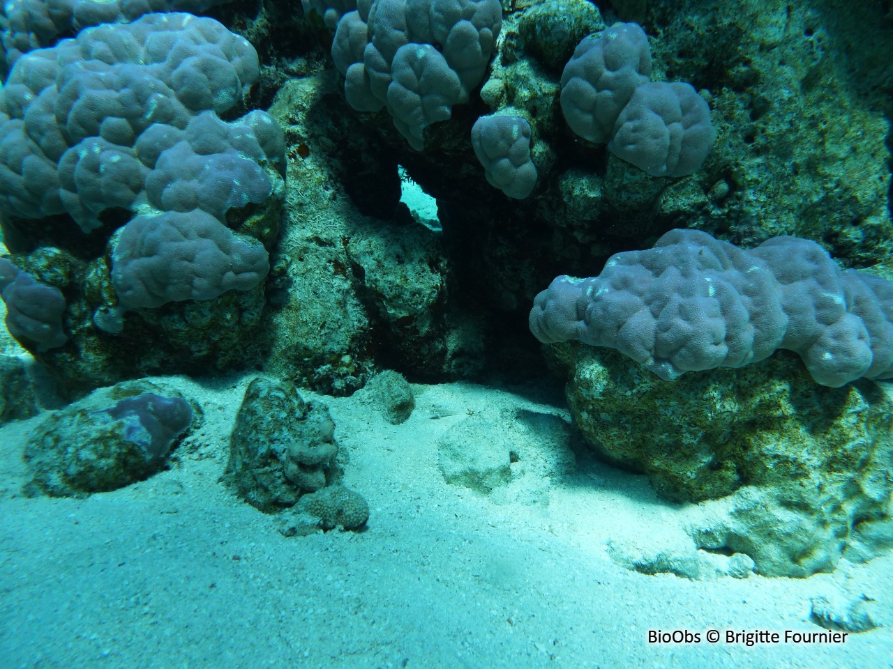 Corail-étoile lisse - Porites lobata - Brigitte Fournier - BioObs