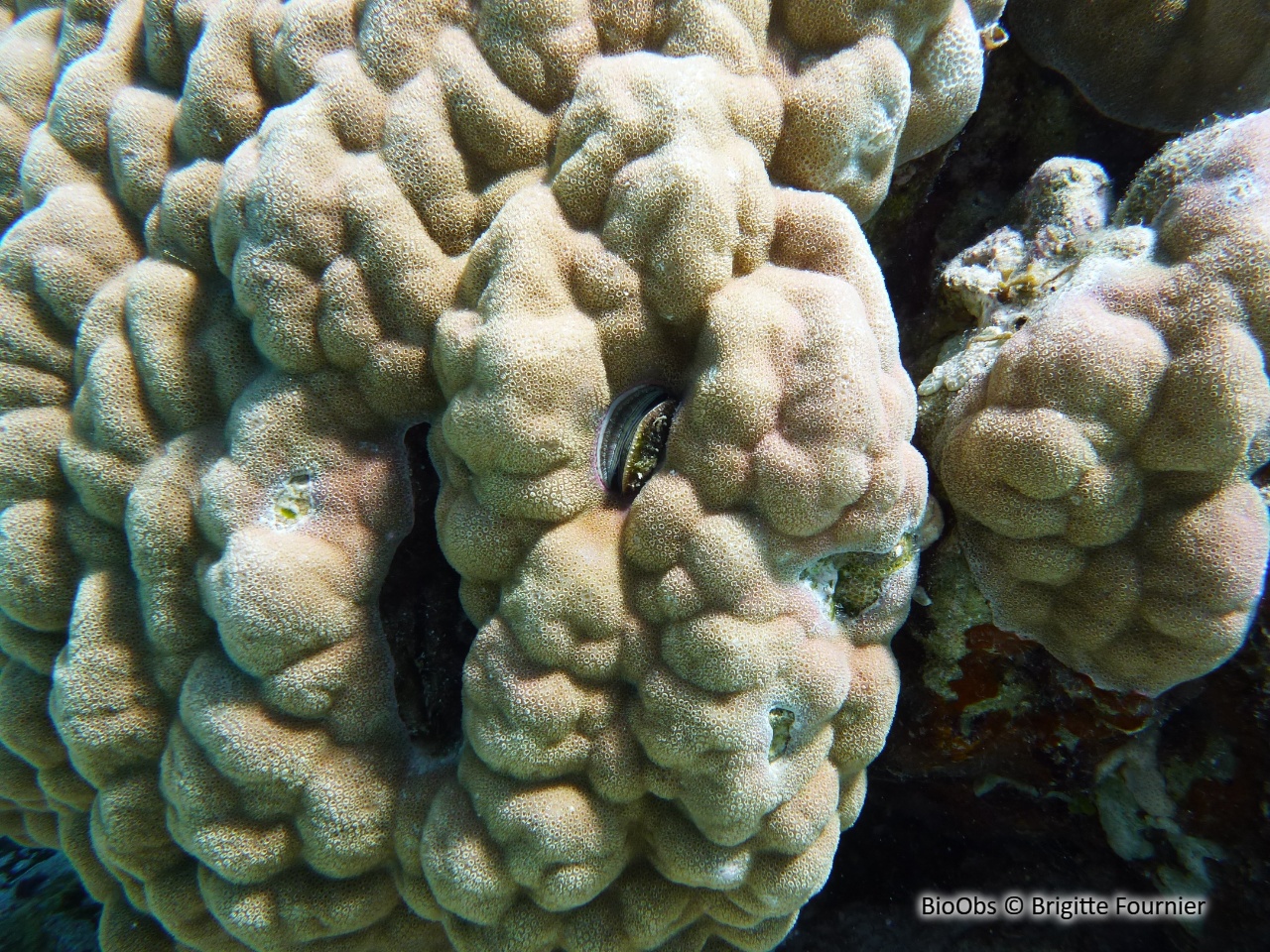 Huître corallicole - Pedum spondyloideum - Brigitte Fournier - BioObs