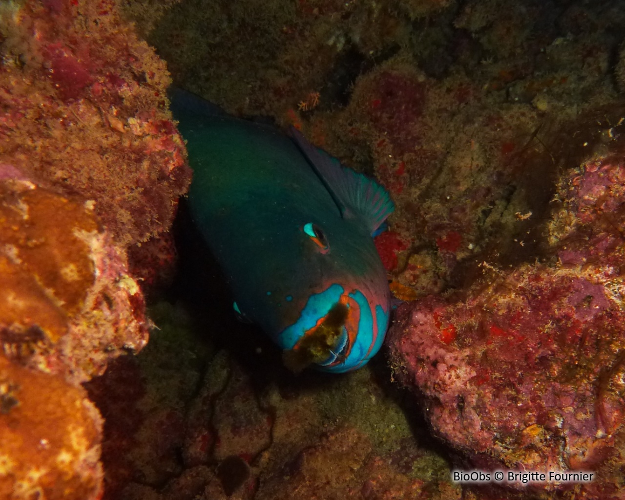 Perroquet brun - Scarus niger - Brigitte Fournier - BioObs