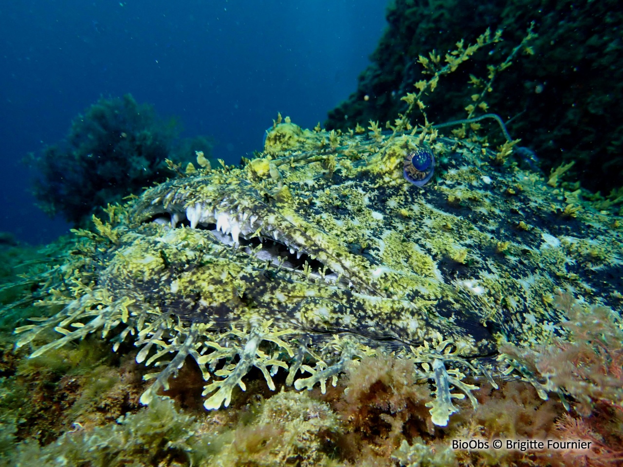 Baudroie - Lophius piscatorius - Brigitte Fournier - BioObs