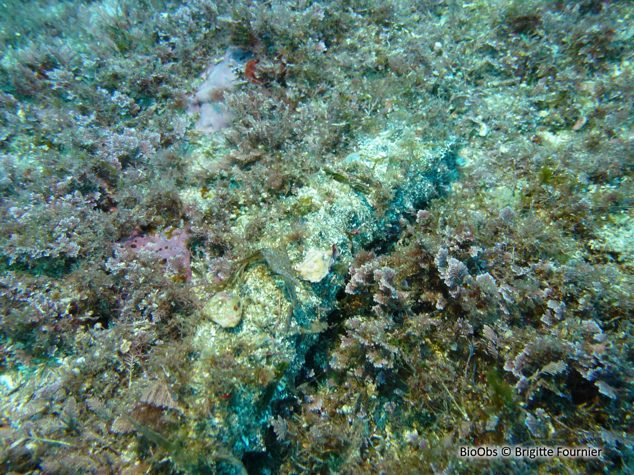 Concombre de mer ensablé - Holothuria (Roweothuria) poli - Brigitte Fournier - BioObs