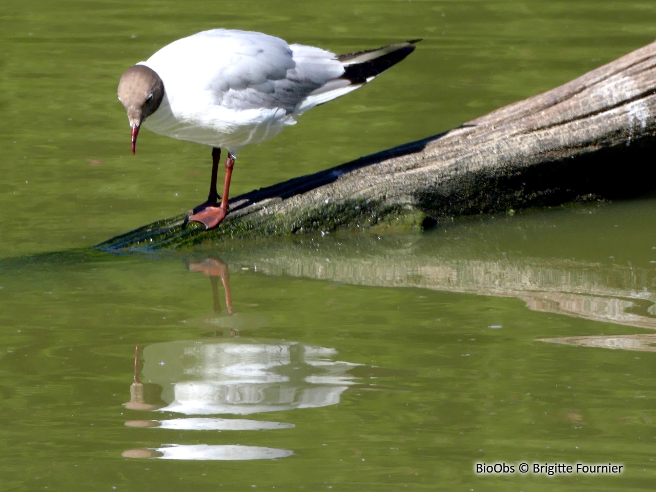 Mouette rieuse - Chroicocephalus ridibundus - Brigitte Fournier - BioObs