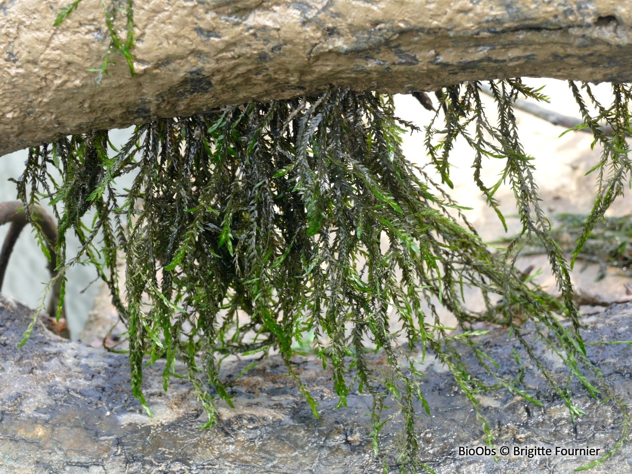 Mousse de source - Fontinalis antipyretica - Brigitte Fournier - BioObs