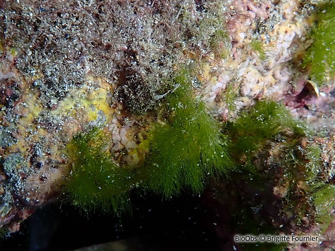 Gazon - Pedobesia simplex - Brigitte Fournier - BioObs