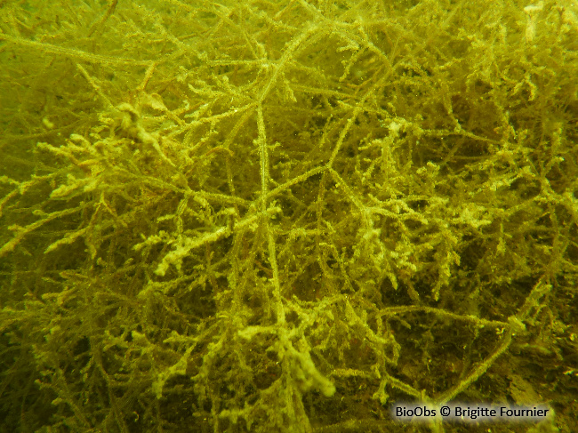 Bryozoaire spaghetti - Amathia verticillata - Brigitte Fournier - BioObs
