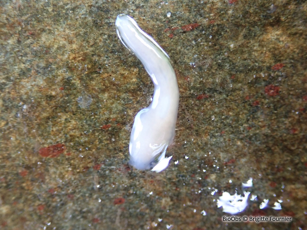 Planaire lactée - Dendrocoelum lacteum - Brigitte Fournier - BioObs