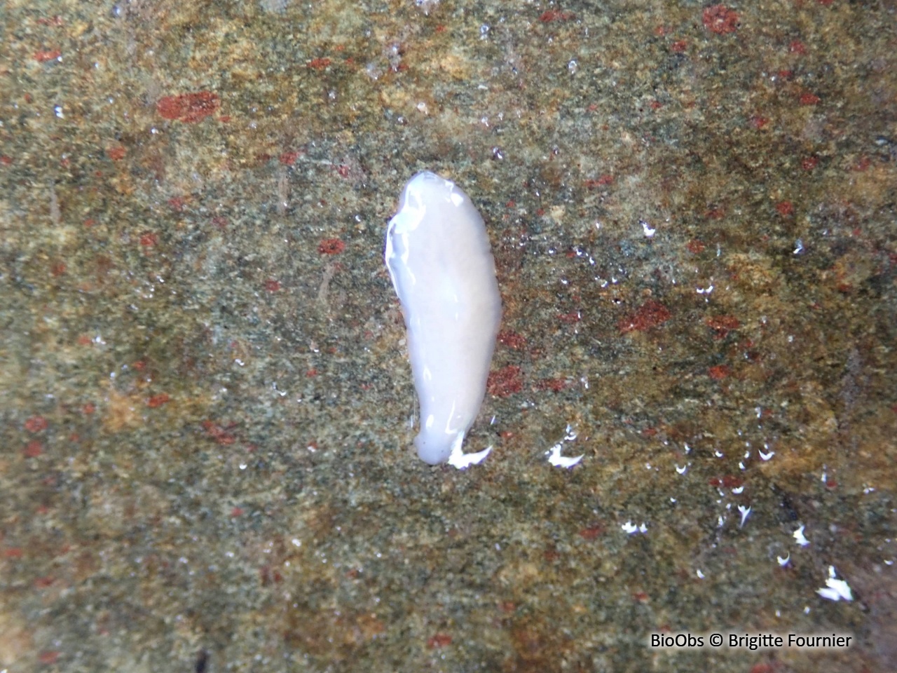 Planaire lactée - Dendrocoelum lacteum - Brigitte Fournier - BioObs