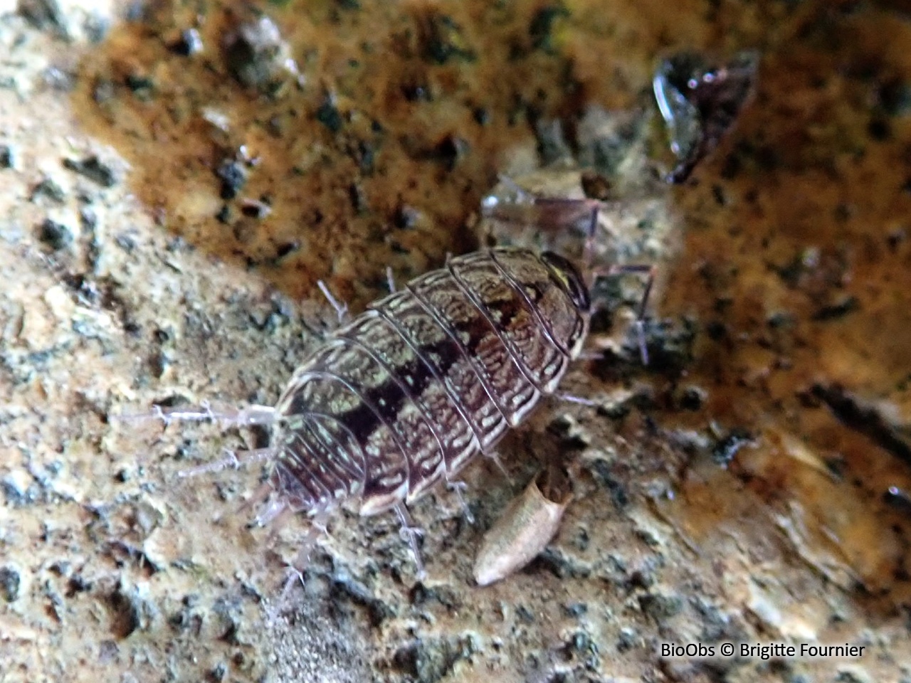 Philoscie des mousses - Philoscia muscorum - Brigitte Fournier - BioObs