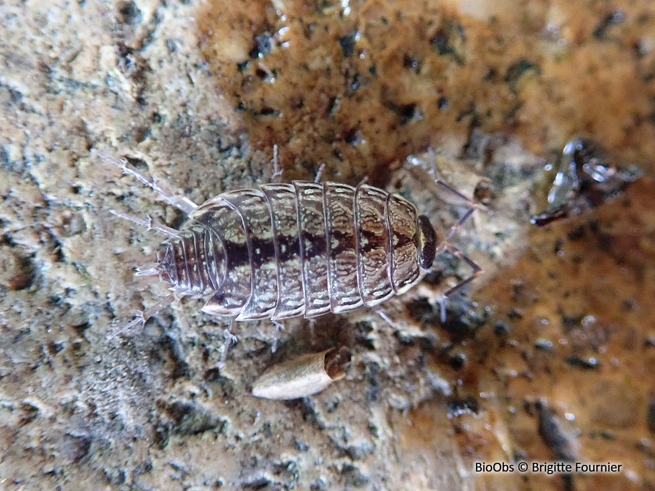 Philoscie des mousses - Philoscia muscorum - Brigitte Fournier - BioObs