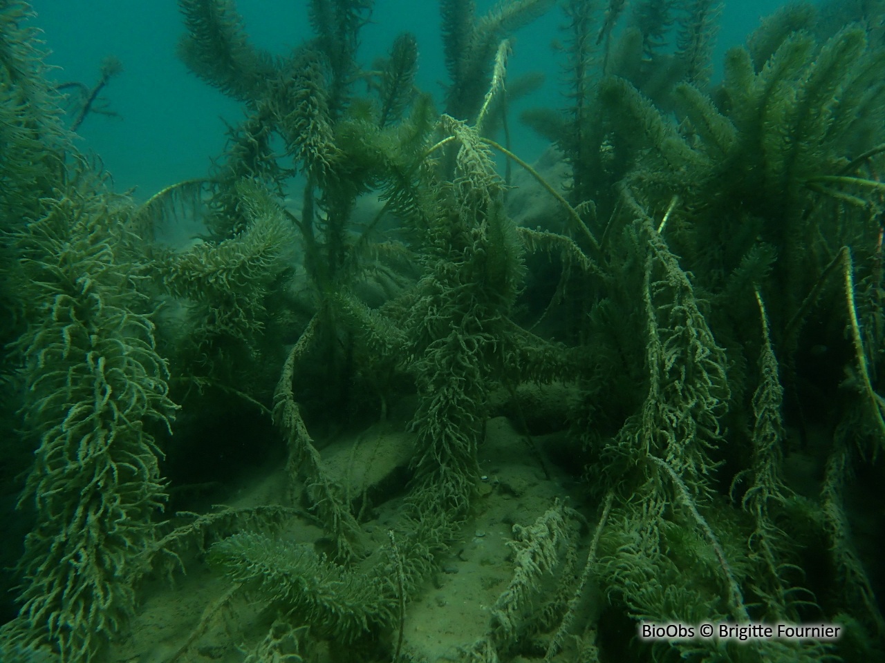 Pesse - Hippuris vulgaris - Brigitte Fournier - BioObs