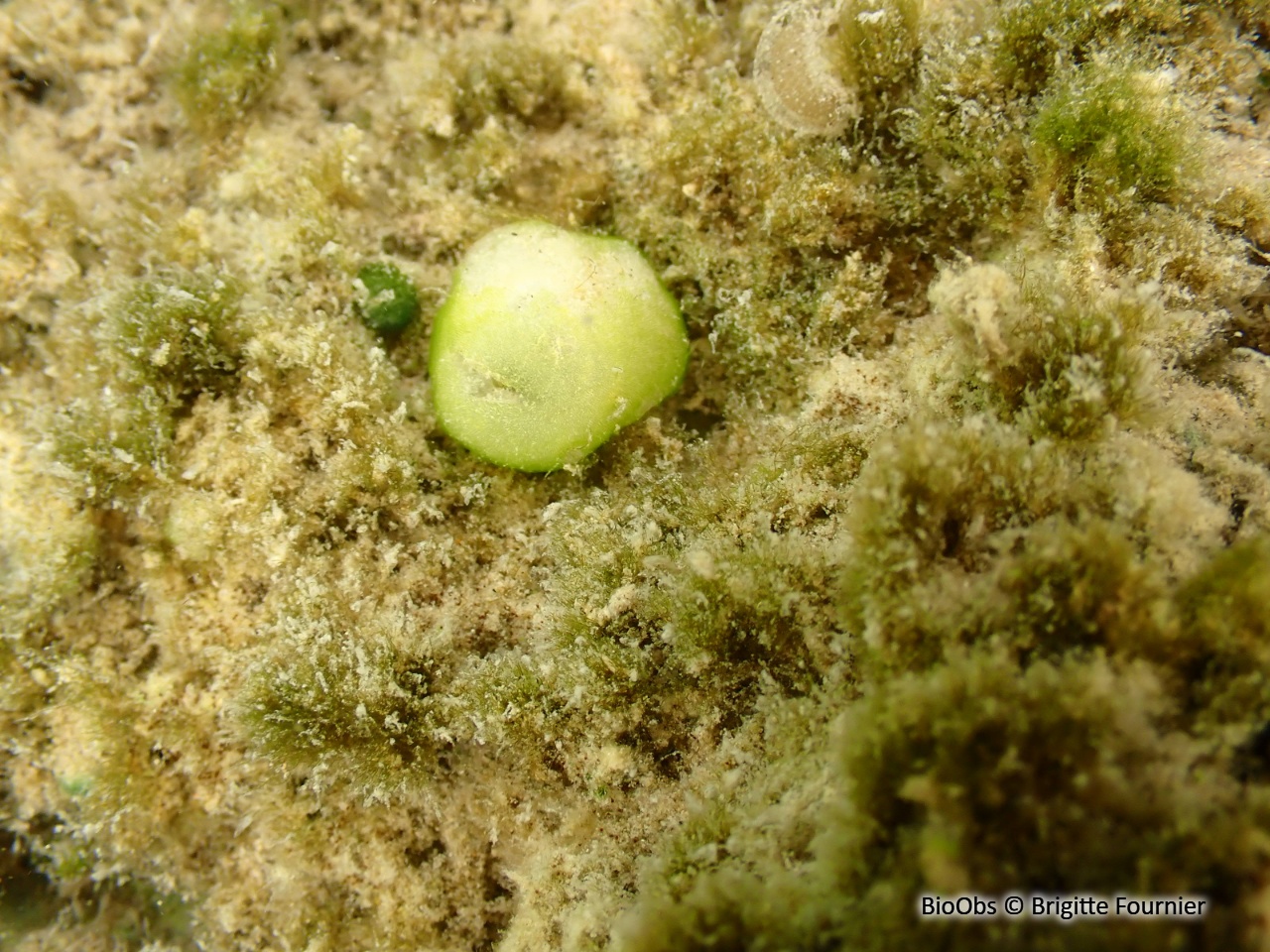 Ophrydium - Ophrydium versatile - Brigitte Fournier - BioObs