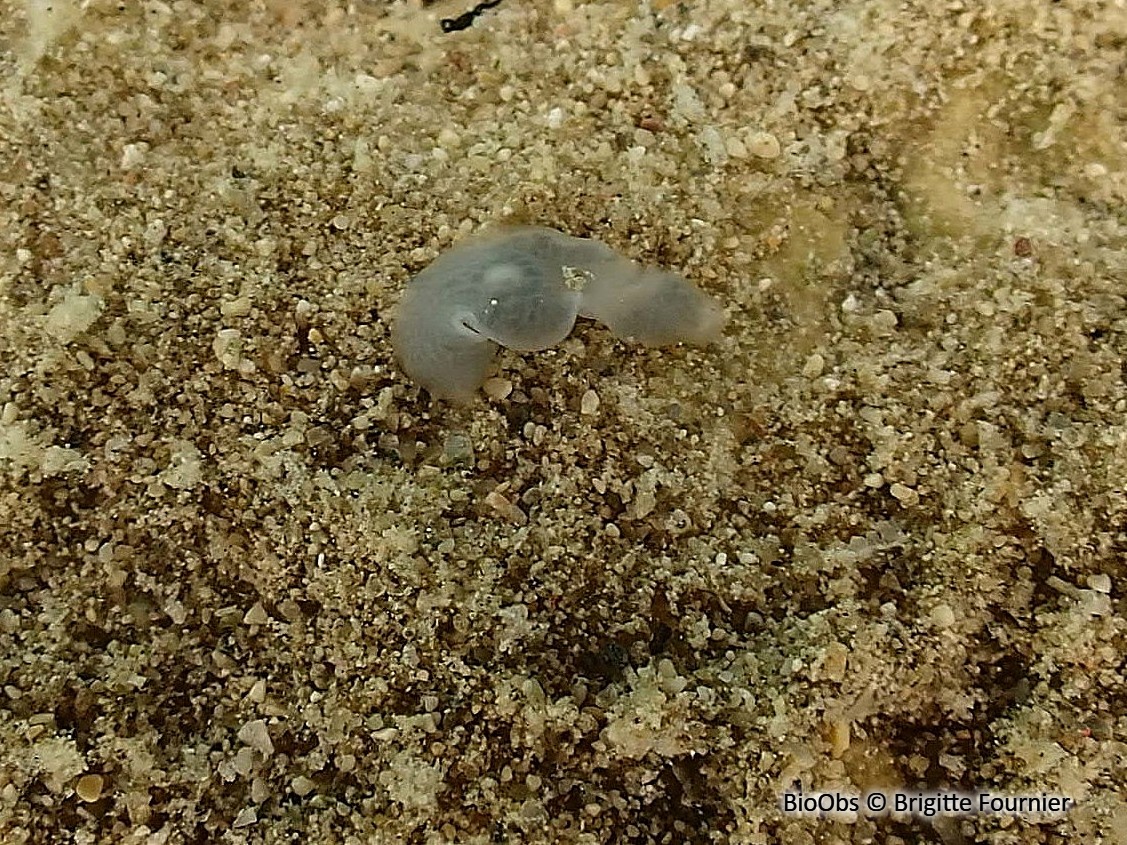 Planaire lactée - Dendrocoelum lacteum - Brigitte Fournier - BioObs