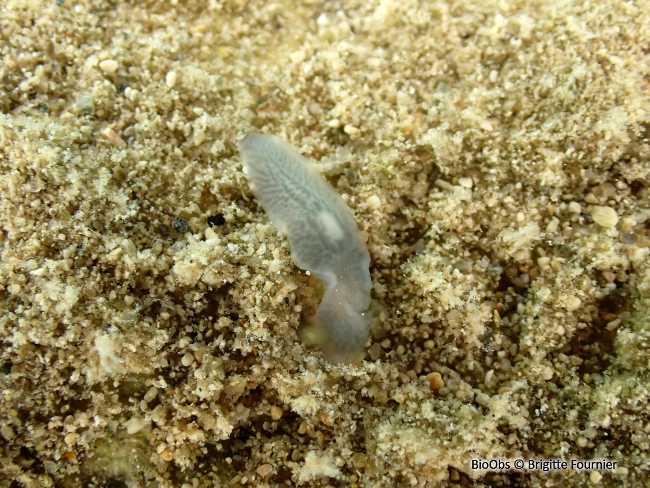 Planaire lactée - Dendrocoelum lacteum - Brigitte Fournier - BioObs