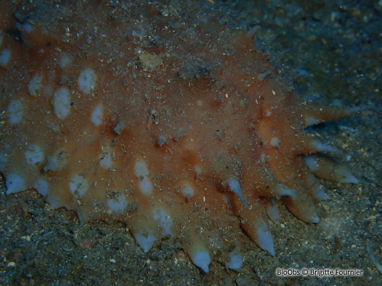 Holothurie jaune - Parastichopus regalis - Brigitte Fournier - BioObs