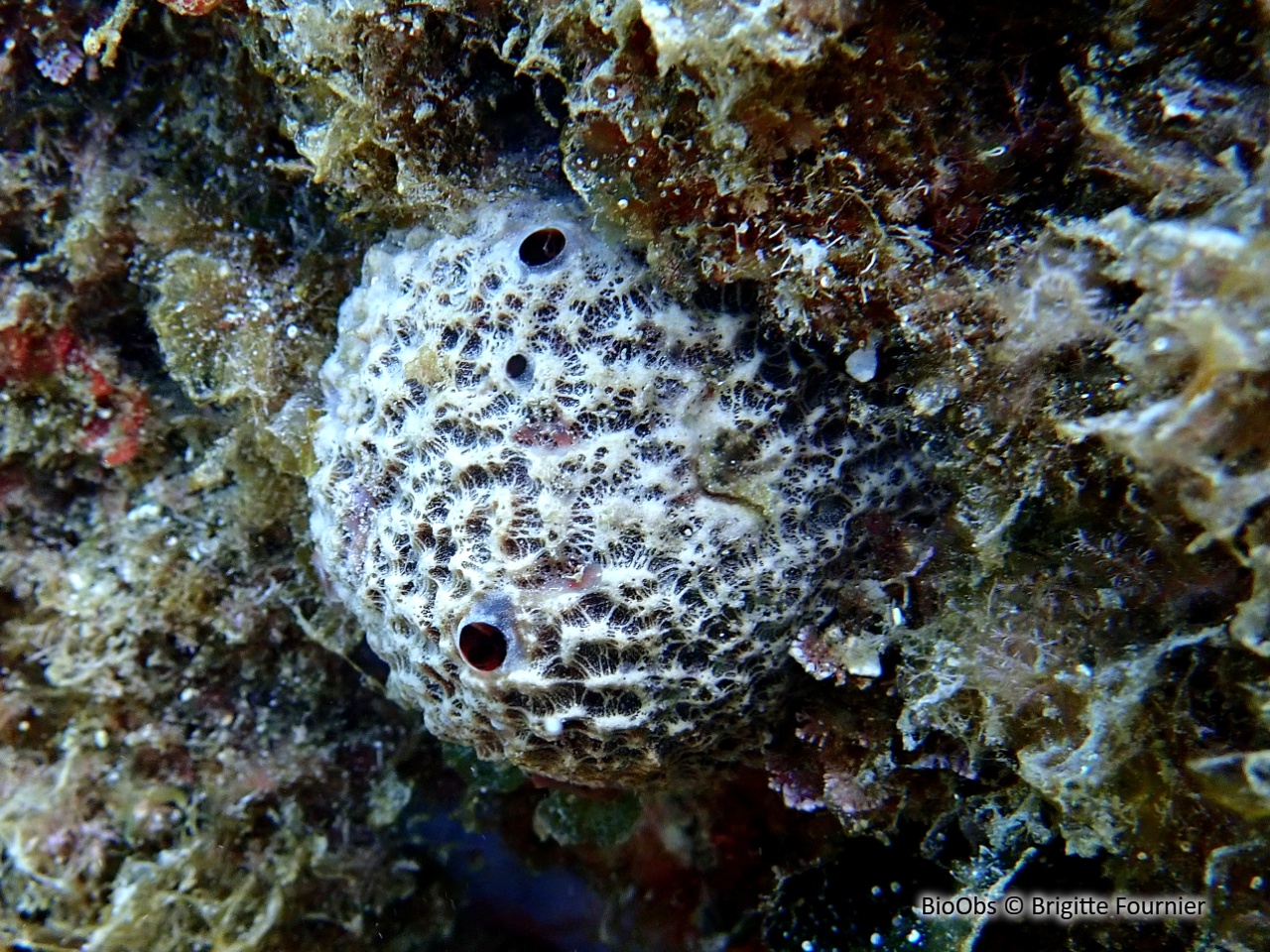 Ircinie réticulée - Ircinia retidermata - Brigitte Fournier - BioObs