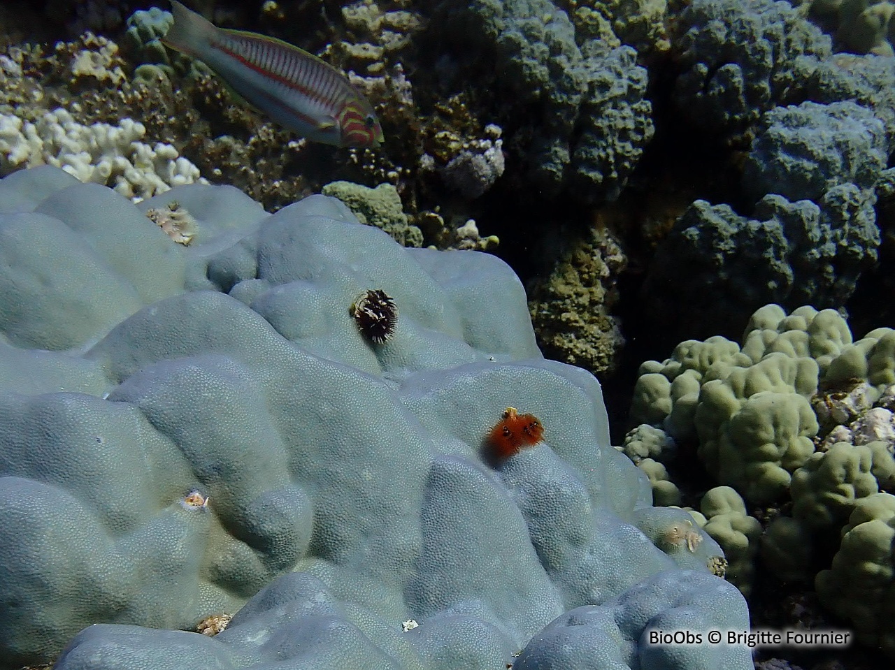Girelle paon de mer rouge - Thalassoma rueppellii - Brigitte Fournier - BioObs