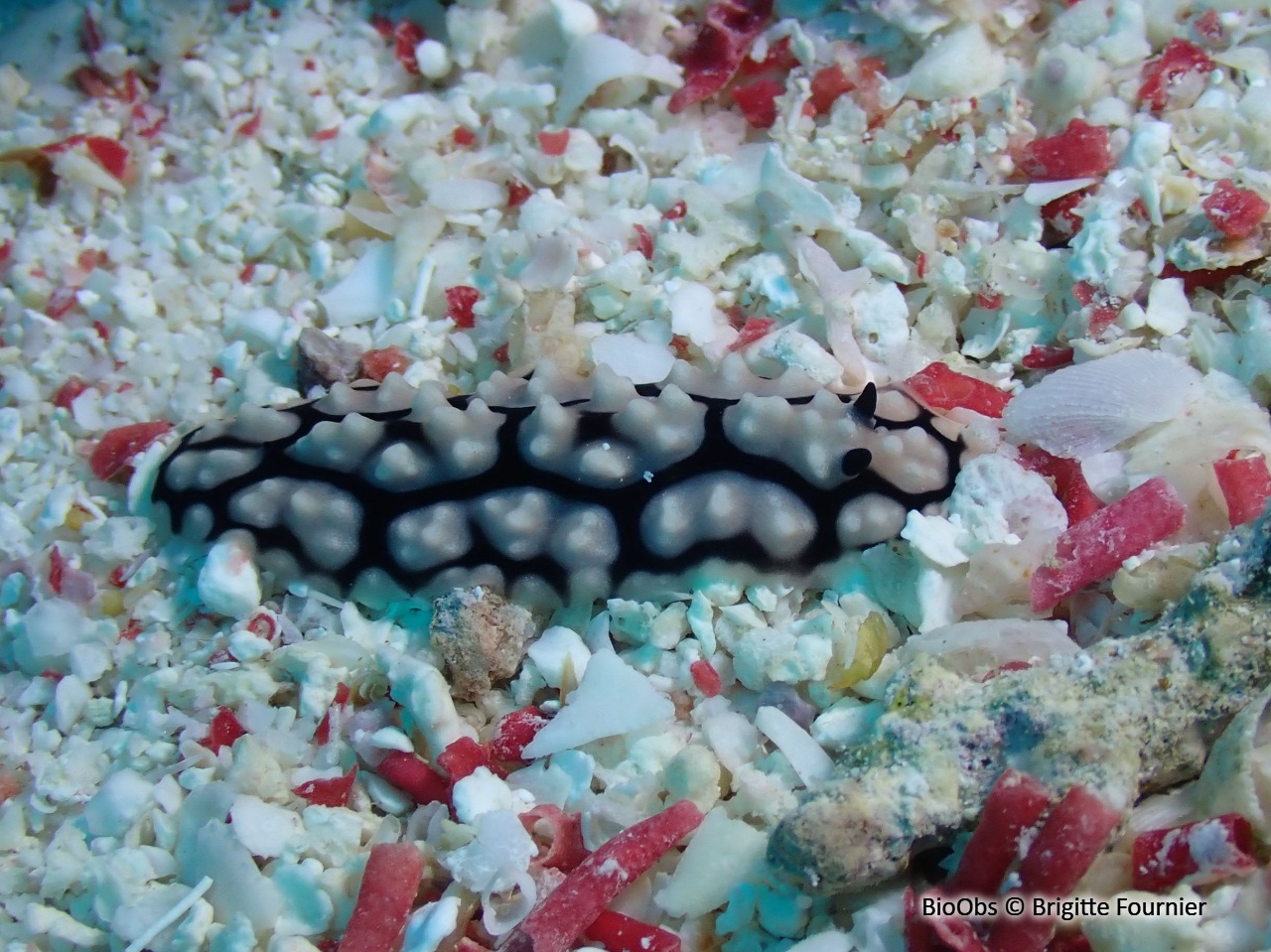 Phyllidie pustuleuse - Phyllidiella pustulosa - Brigitte Fournier - BioObs