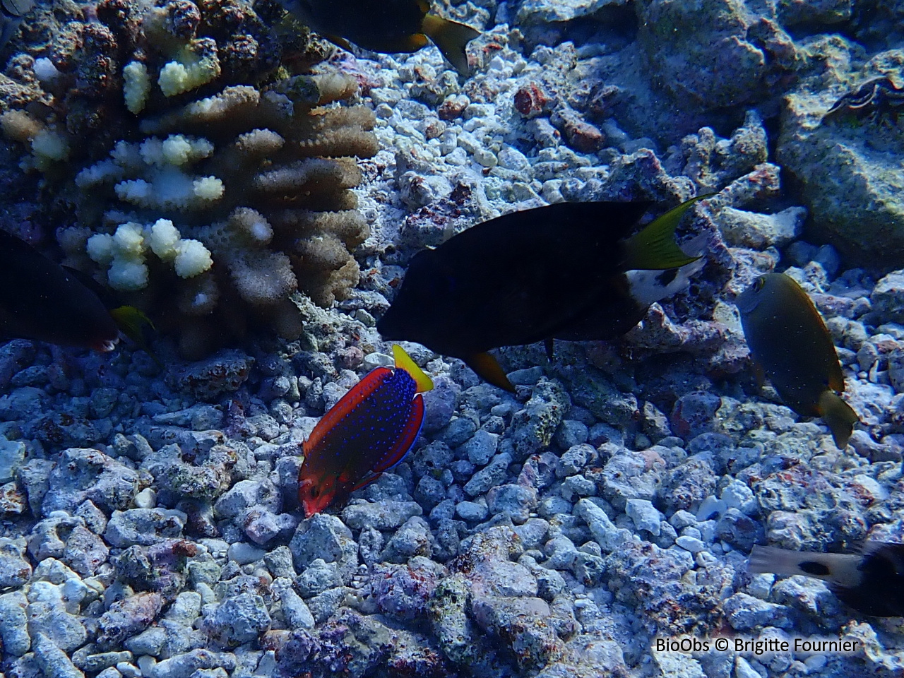 Girelle de Gaimard - Coris gaimard - Brigitte Fournier - BioObs