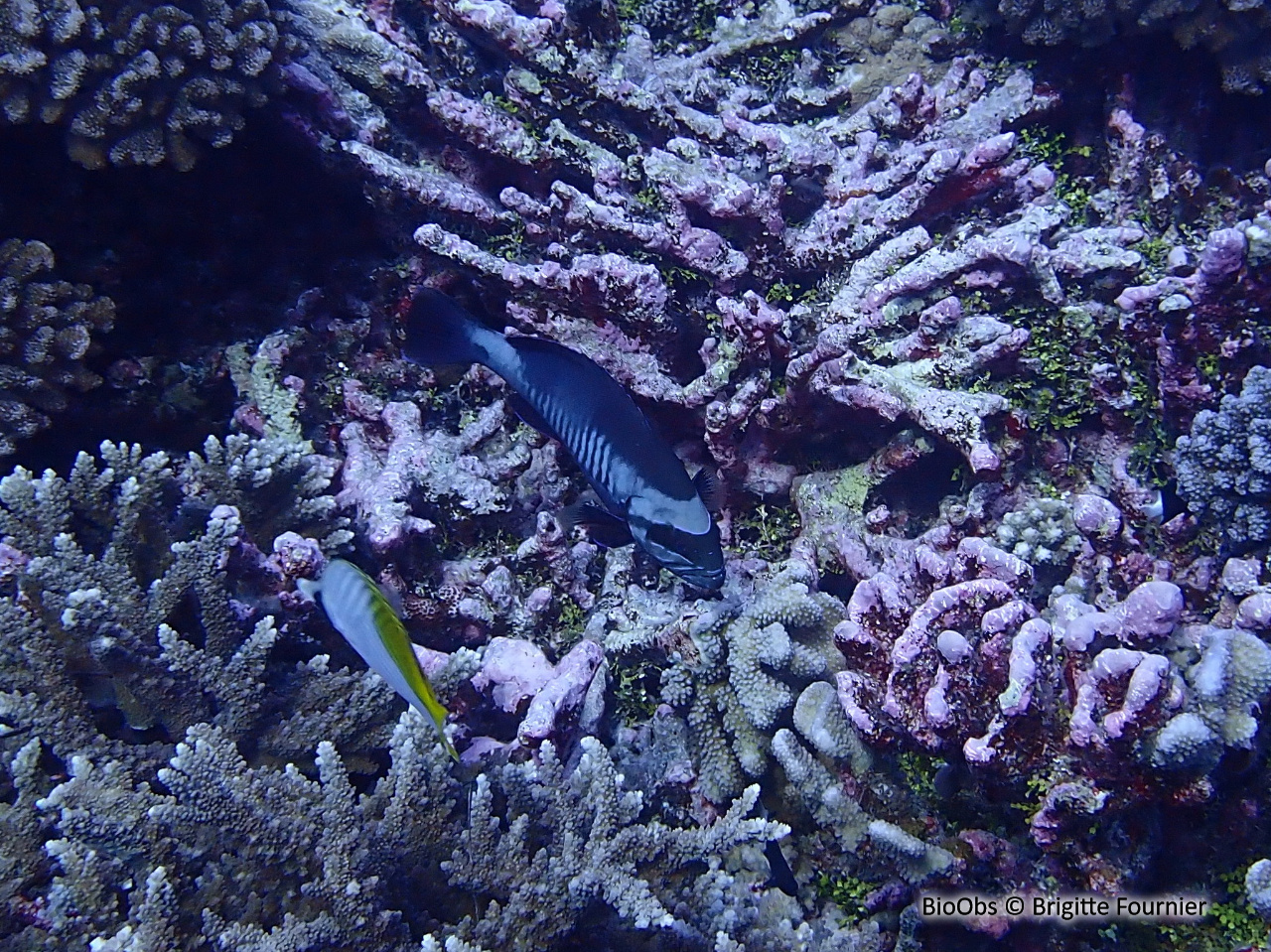 Mérou bord rouge - Gracila albomarginata - Brigitte Fournier - BioObs