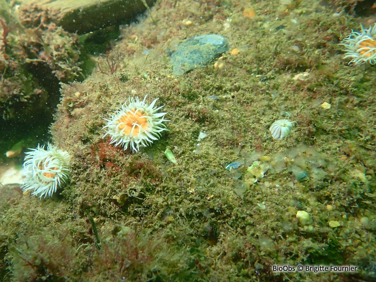 Anémone marguerite - Actinothoe sphyrodeta - Brigitte Fournier - BioObs