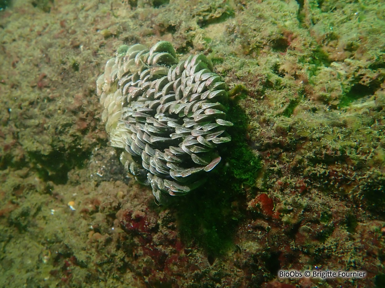 Rapane veiné - Rapana venosa - Brigitte Fournier - BioObs