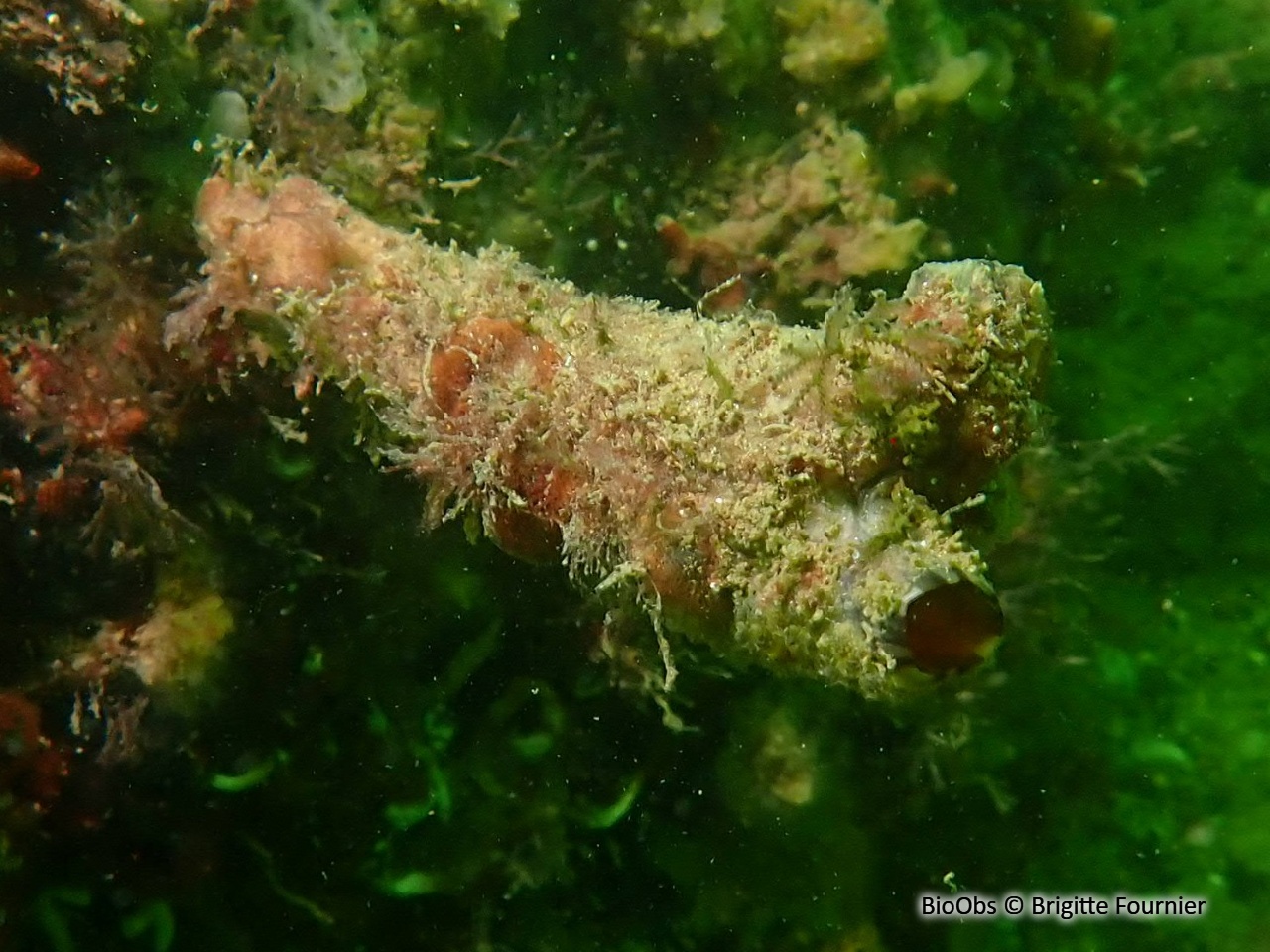 Ascidie japonaise - Styela clava - Brigitte Fournier - BioObs