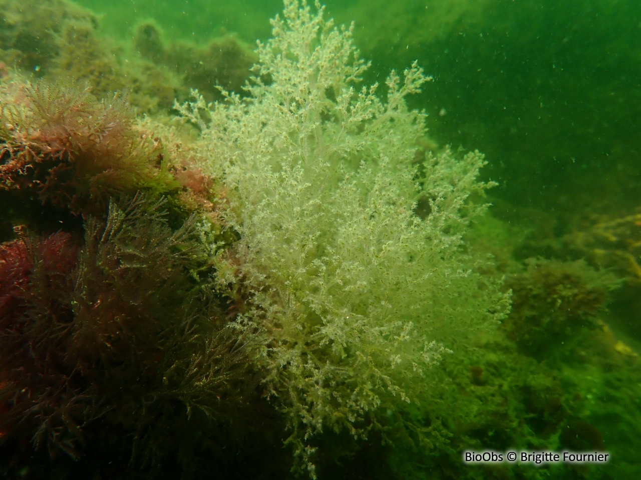 Bryozoaire spaghetti - Amathia verticillata - Brigitte Fournier - BioObs