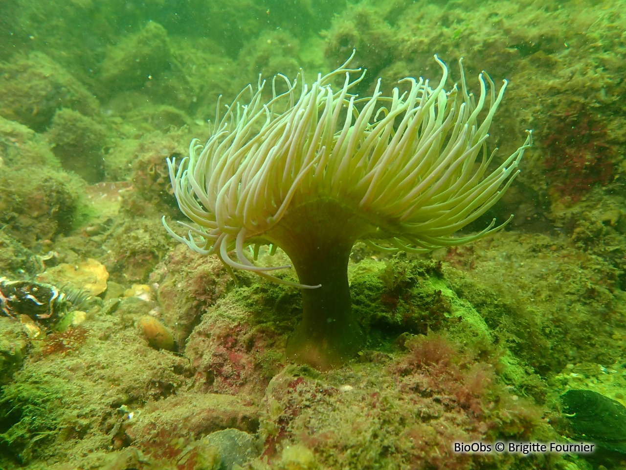 Anémone verte - Anemonia viridis - Brigitte Fournier - BioObs