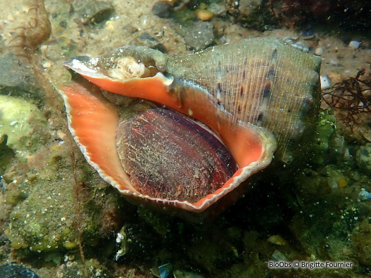 Rapane veiné - Rapana venosa - Brigitte Fournier - BioObs