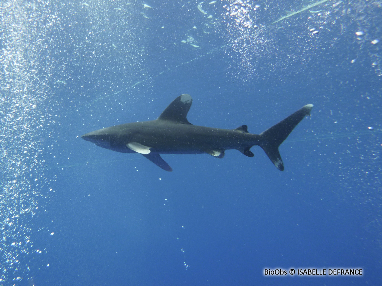 Requin océanique - Carcharhinus longimanus - Brigitte Fournier - BioObs