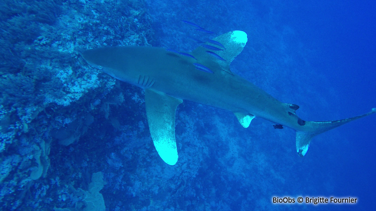 Requin océanique - Carcharhinus longimanus