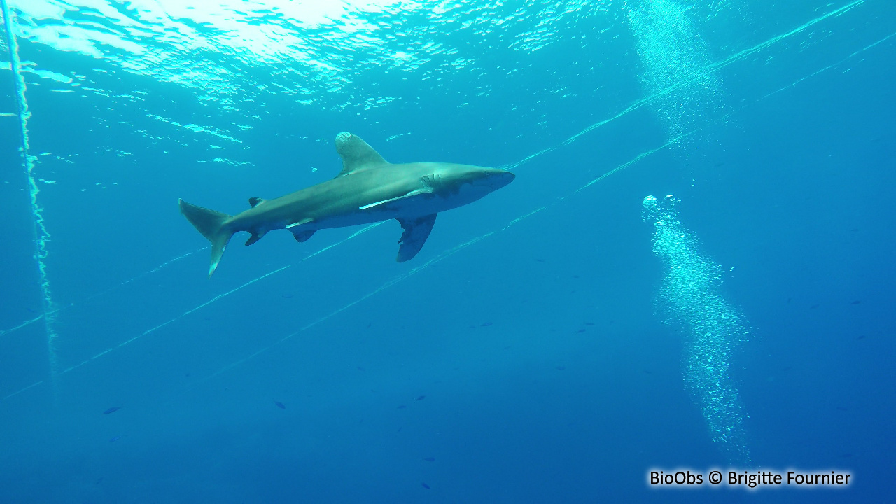 Requin océanique - Carcharhinus longimanus - Brigitte Fournier - BioObs