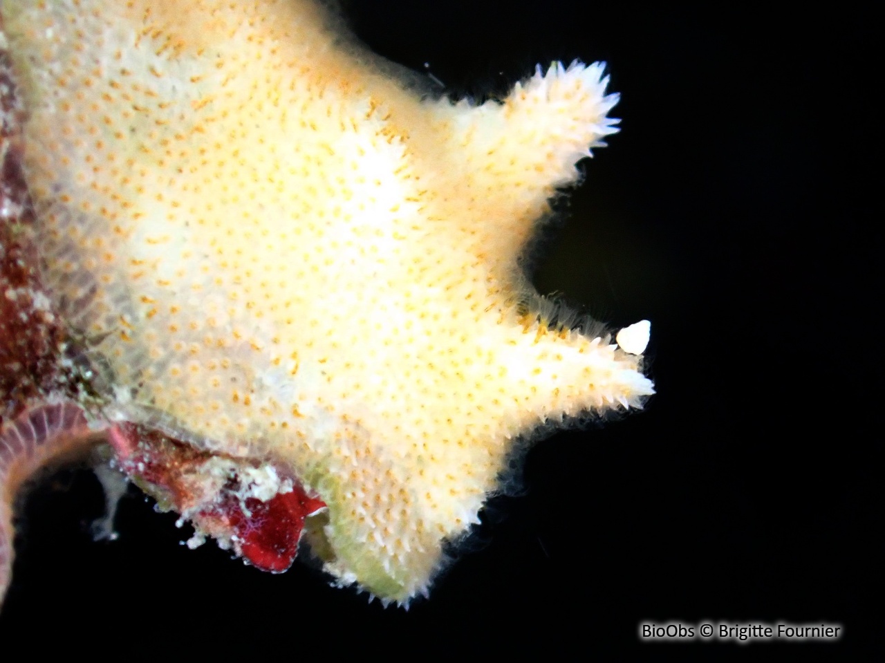 Bryozoaire corne d'élan - Dentiporella sardonica - Brigitte Fournier - BioObs